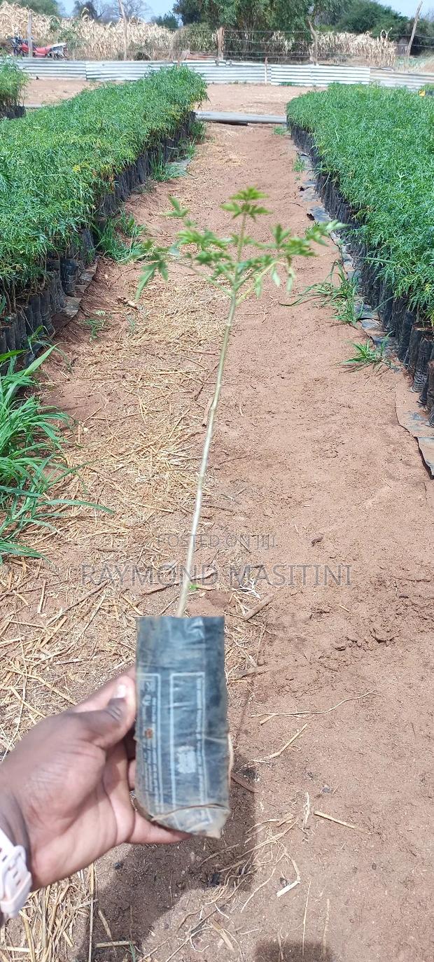 Media Seedlings/Mukau - thumbnail 9