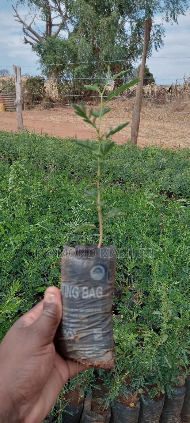 Media Seedlings/Mukau - thumbnail 10