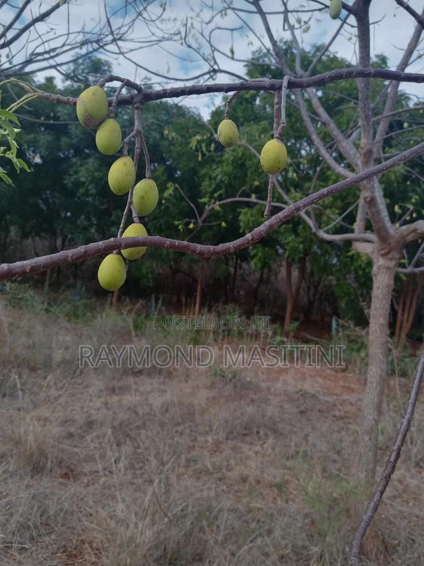 Media Seedlings/Mukau - thumbnail 11