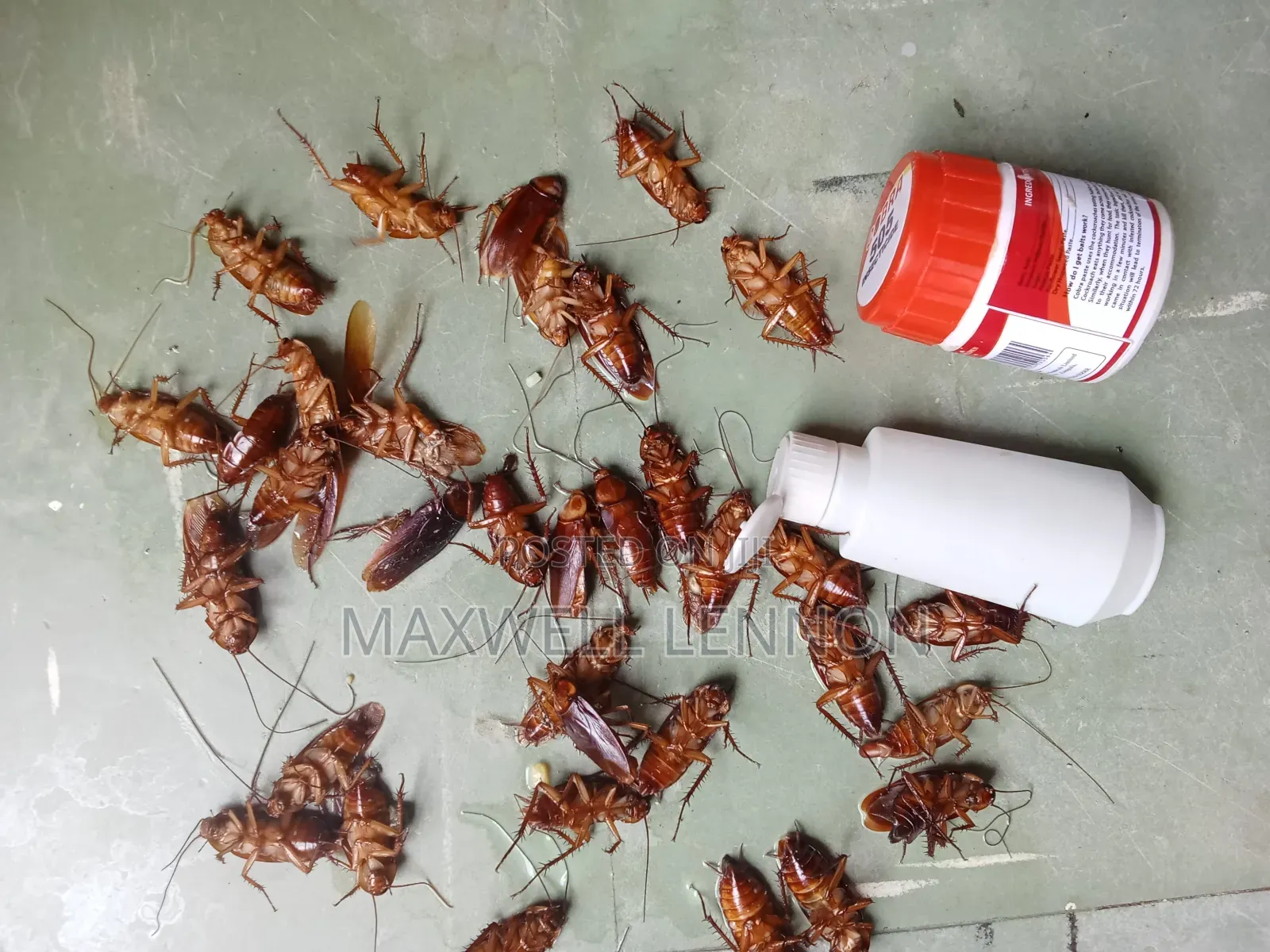 Pest Control