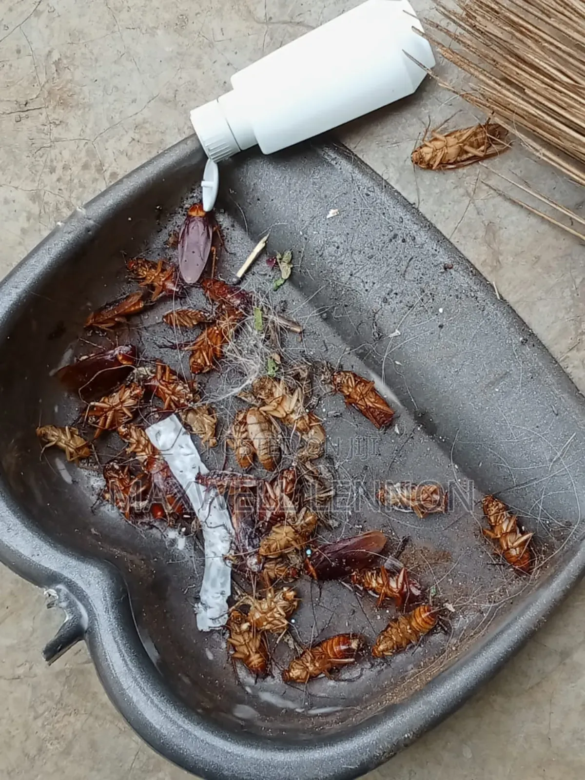 Pest Control
