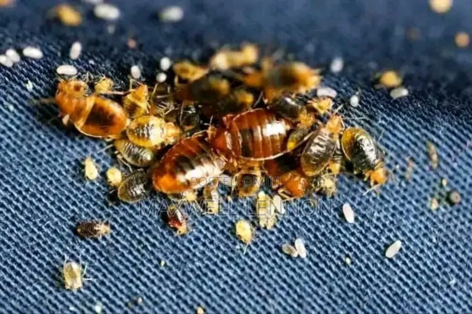 Pest Control