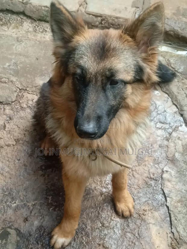 3-6 months Male Purebred German Shepherd - main view