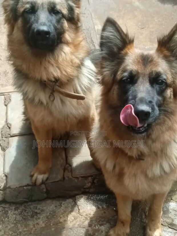 3-6 months Male Purebred German Shepherd - thumbnail 3