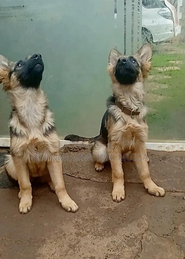 3-6 months Male Purebred German Shepherd - thumbnail 4