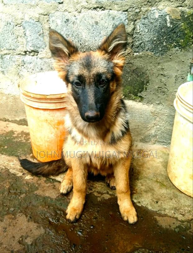 3-6 months Male Purebred German Shepherd - thumbnail 5
