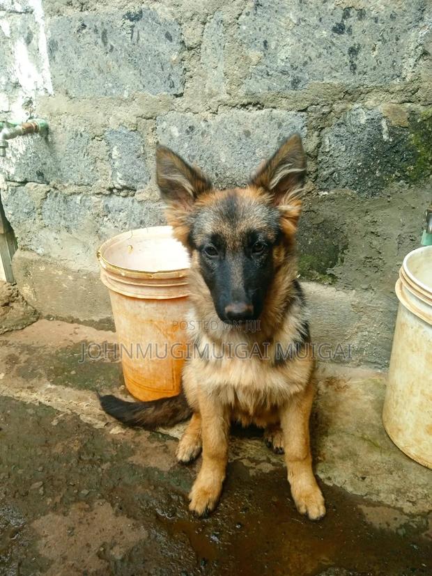 3-6 months Male Purebred German Shepherd - thumbnail 6