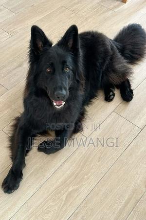 6-12 months Male Purebred German Shepherd - thumbnail 2