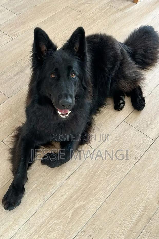 6-12 months Male Purebred German Shepherd - main view