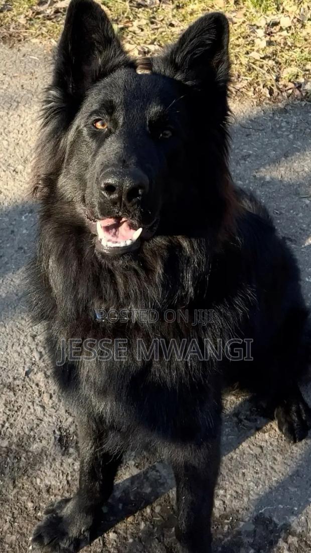 6-12 months Male Purebred German Shepherd - thumbnail 3