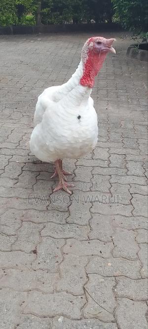 Pure White Turkeys For Sale - thumbnail 2
