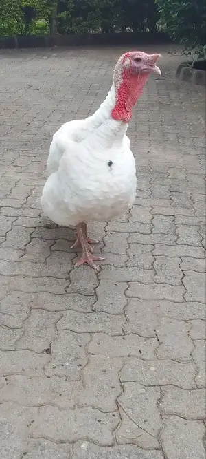 Pure White Turkeys For Sale