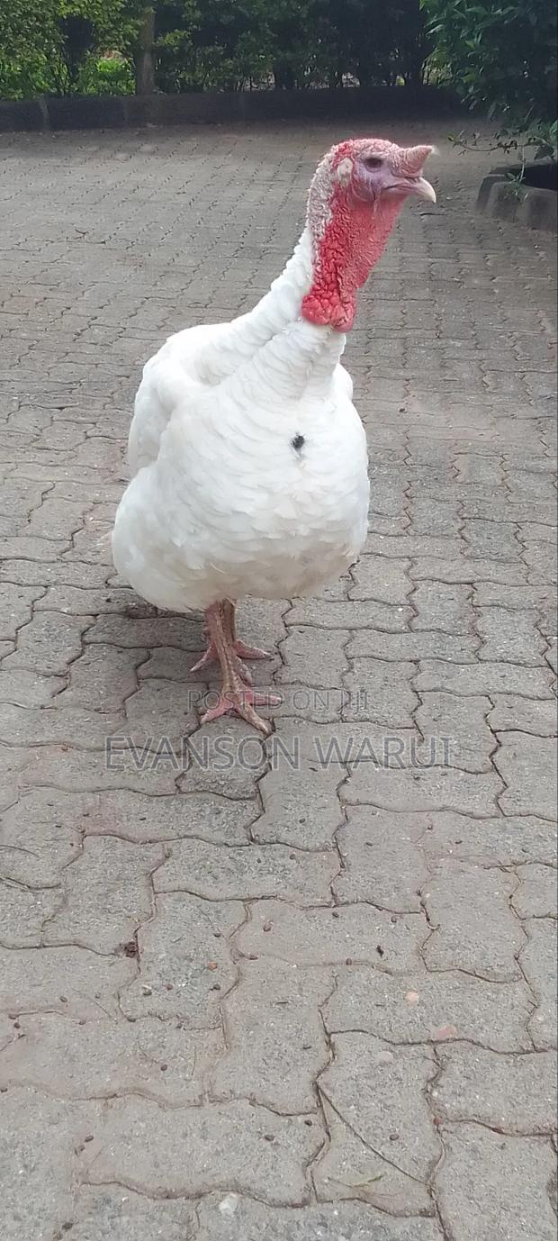 Pure White Turkeys For Sale - main view