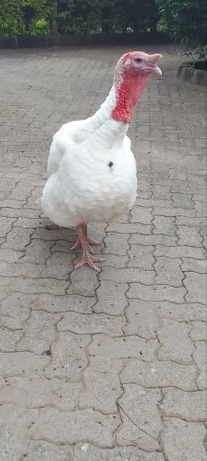 Pure White Turkeys For Sale