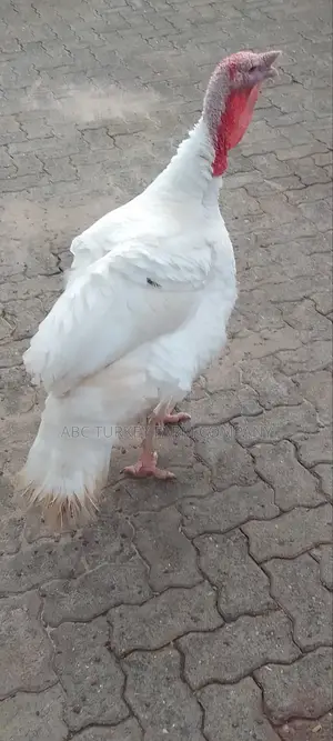Pure White Turkeys For Sale