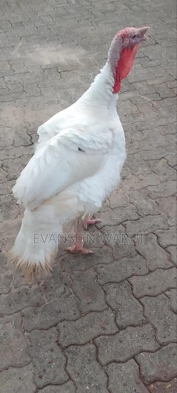 Pure White Turkeys For Sale - thumbnail 3