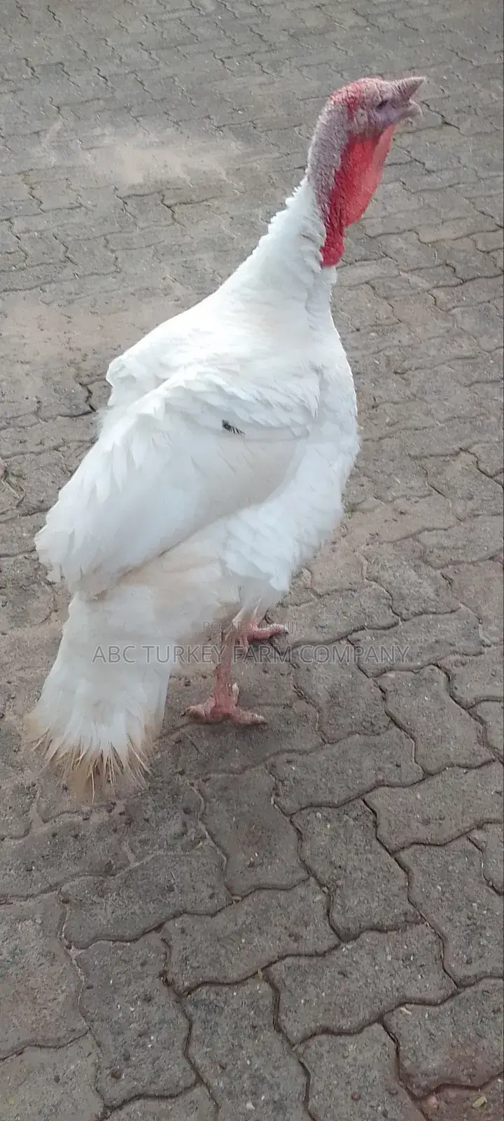 Pure White Turkeys For Sale