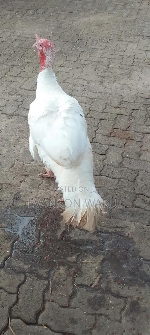 Pure White Turkeys For Sale - thumbnail 4