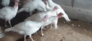 Pure White Turkeys For Sale