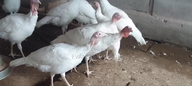 Pure White Turkeys For Sale - thumbnail 5
