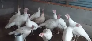Pure White Turkeys For Sale