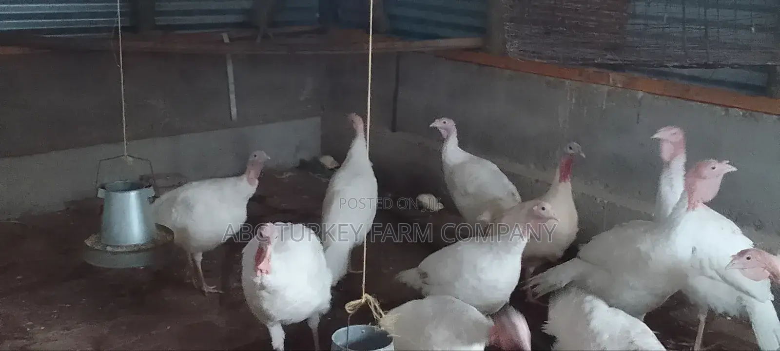 Pure White Turkeys For Sale