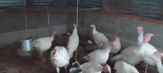 Pure White Turkeys For Sale - thumbnail 7