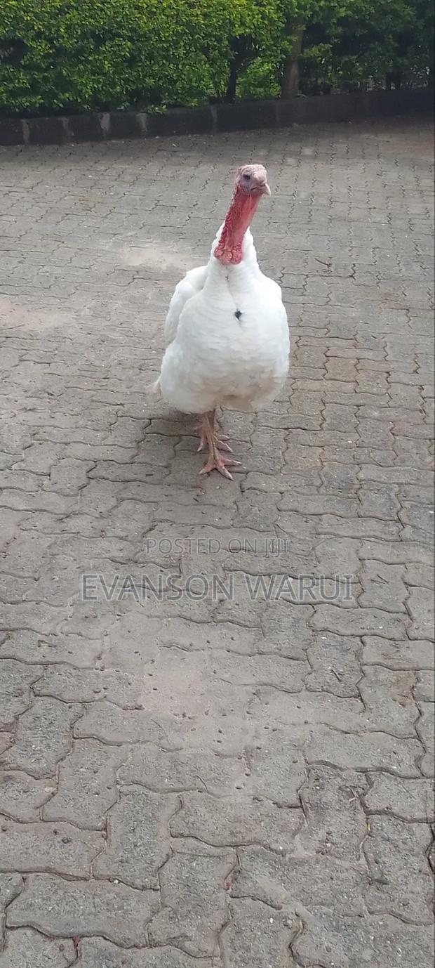 Pure White Turkeys For Sale - thumbnail 8