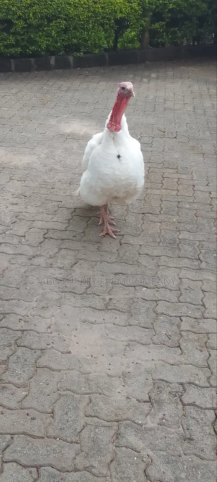 Pure White Turkeys For Sale