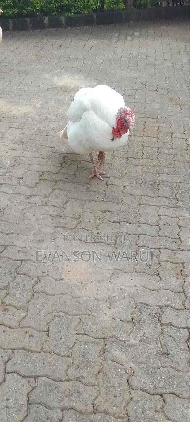 Pure White Turkeys For Sale - thumbnail 9