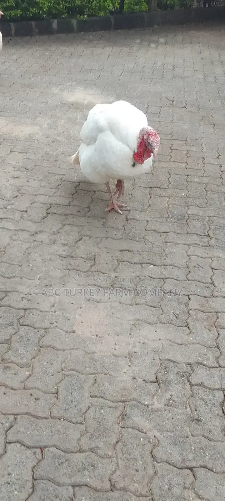 Pure White Turkeys For Sale