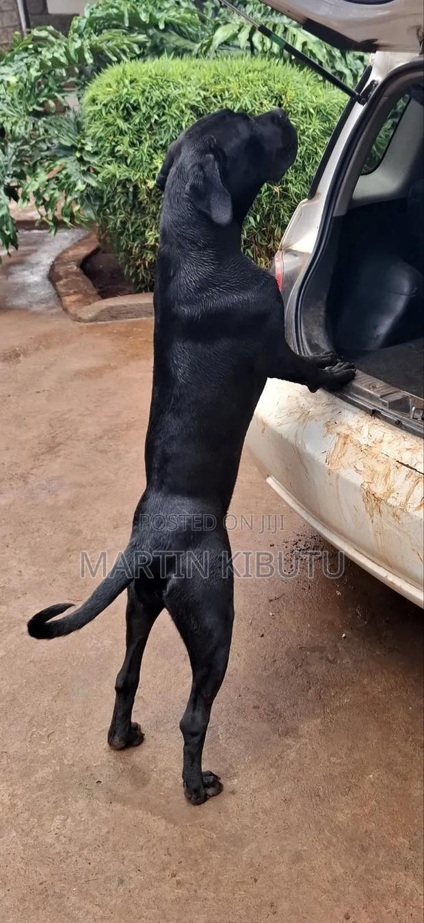 3-6 months Female Purebred Cane Corso - thumbnail 2