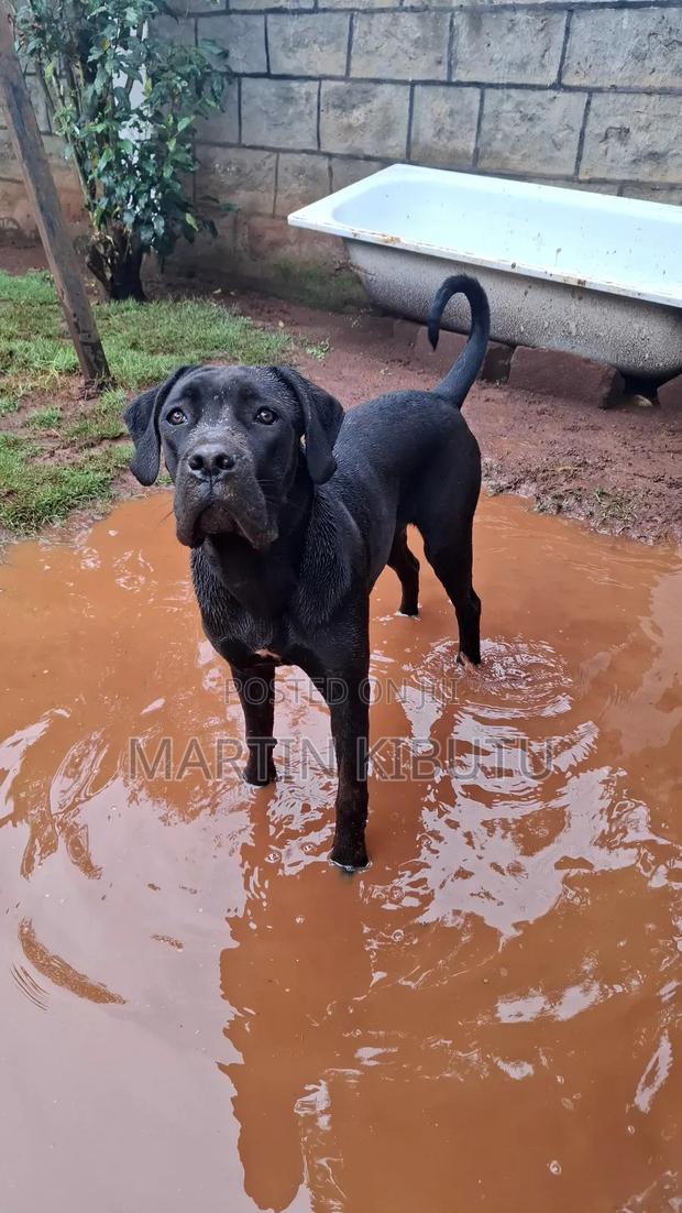 3-6 months Female Purebred Cane Corso - thumbnail 3