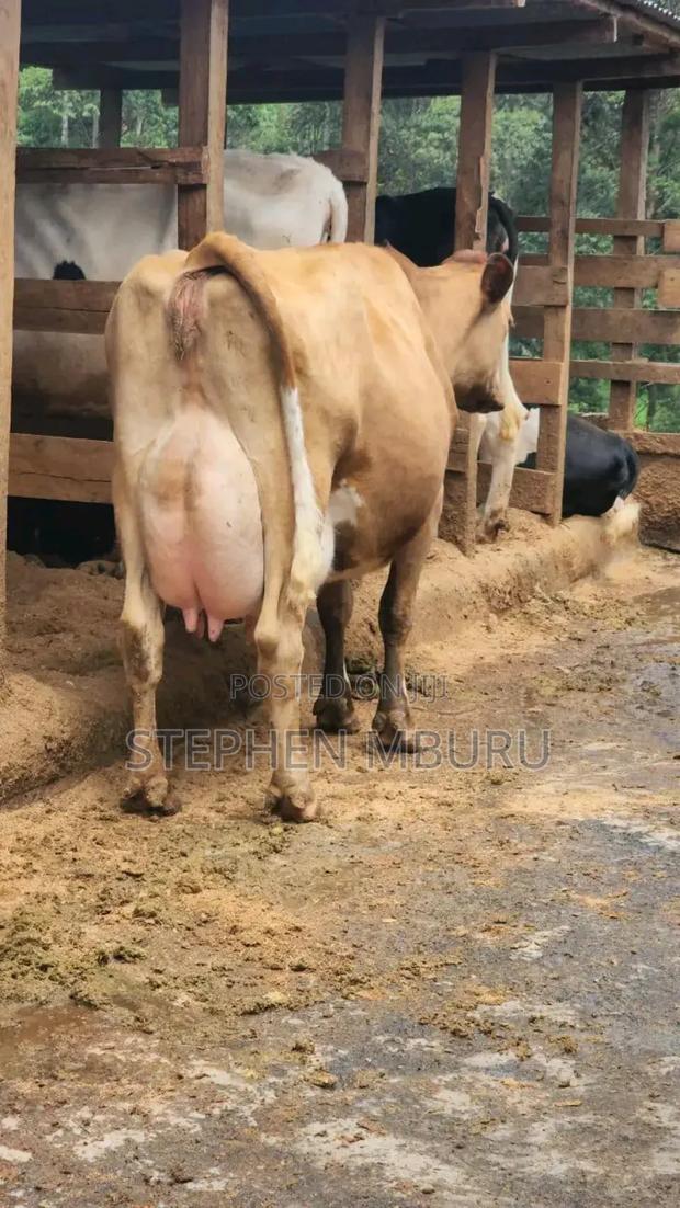 Pure Pedigree Jersey Breed