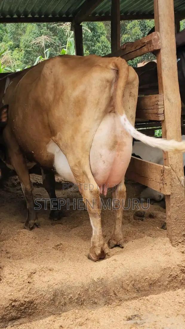 Pure Pedigree Jersey Breed - thumbnail 3