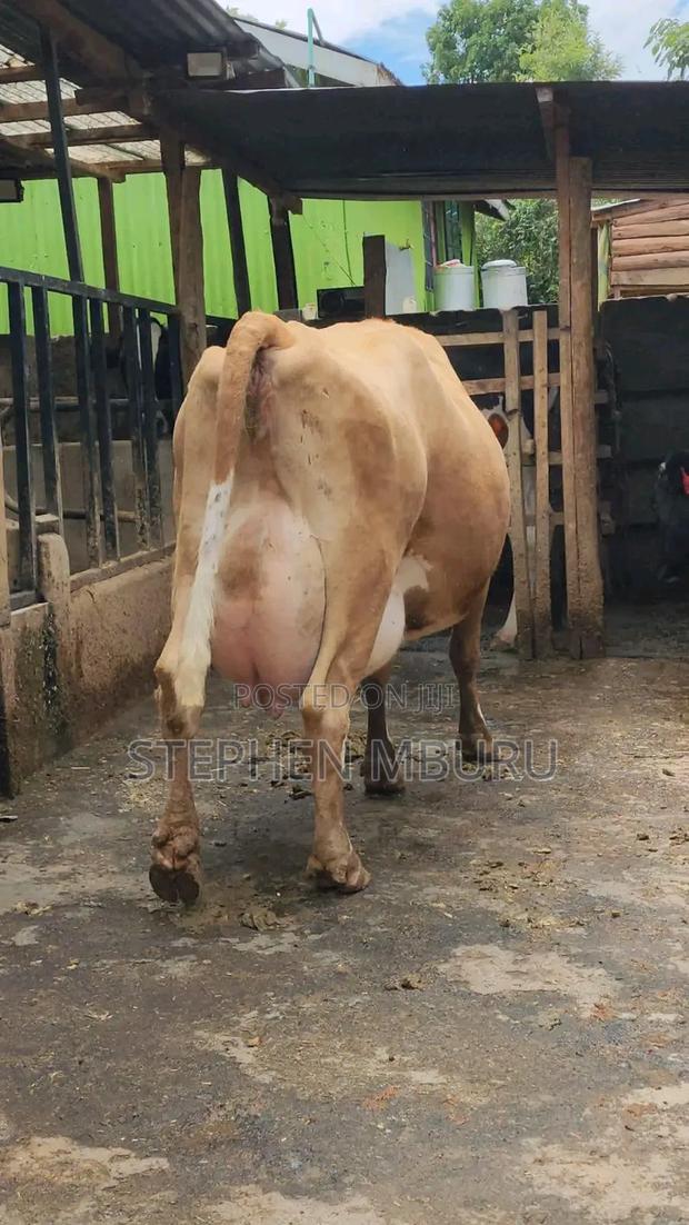 Pure Pedigree Jersey Breed - thumbnail 4