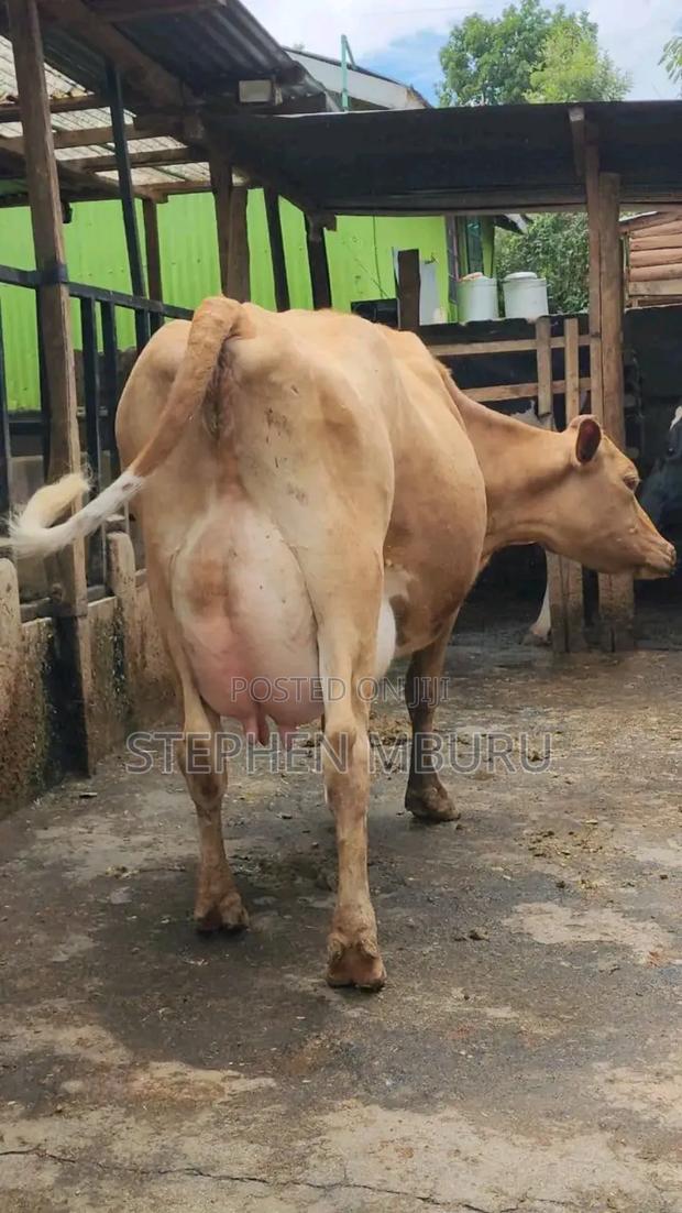 Pure Pedigree Jersey Breed - thumbnail 5