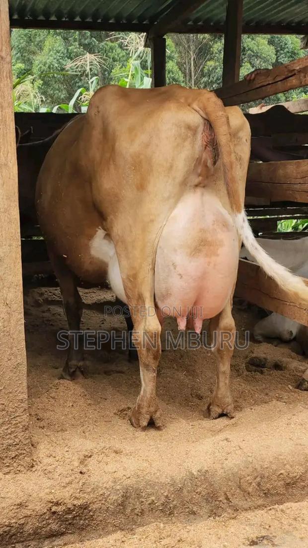 Pure Pedigree Jersey Breed - thumbnail 6