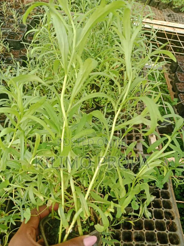 Tarragon Seedlings