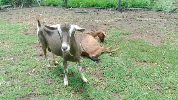Toggenburg Dairy Goat Ready to Milk