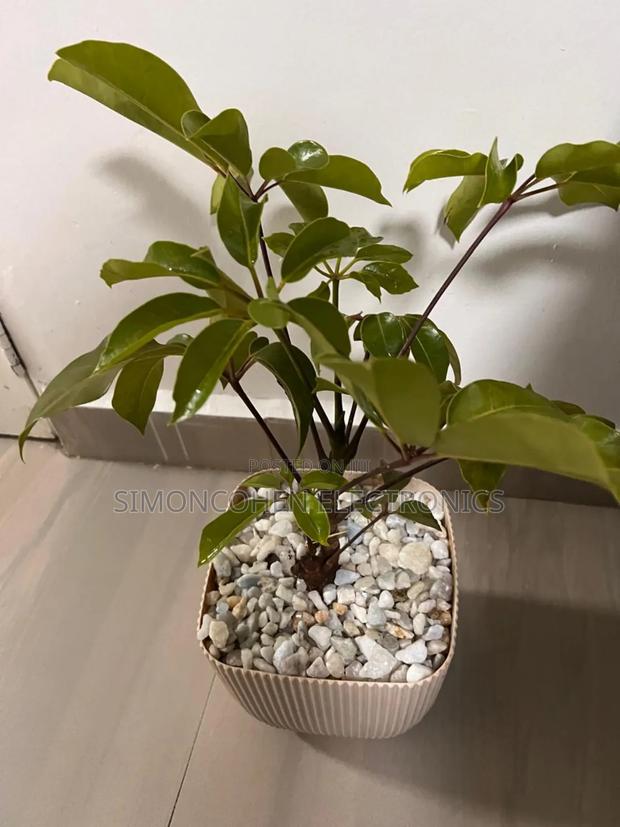 4l Coral Square Planter Pot - thumbnail 3