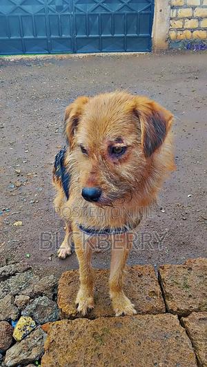 6-12 months Male Mixed Breed German Shepherd - thumbnail 2