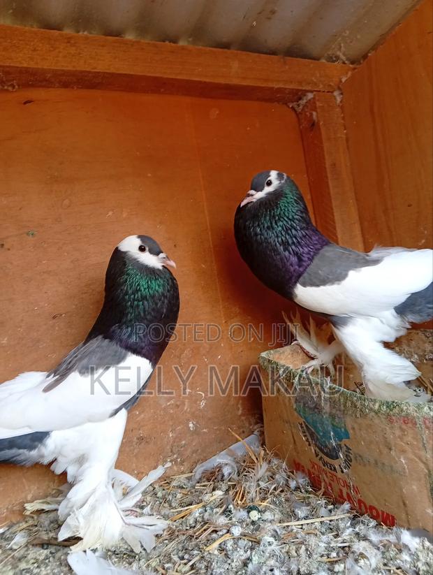 Fancy Pigeons - thumbnail 7