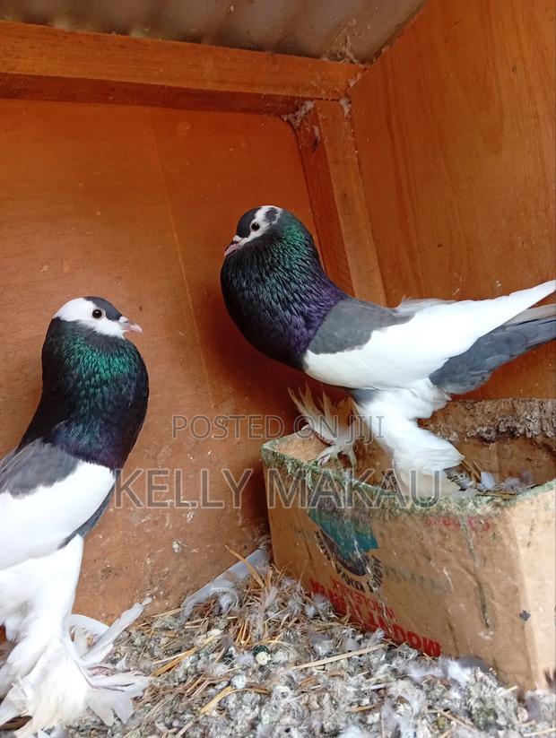 Fancy Pigeons - thumbnail 8