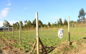 Land 50 By 100