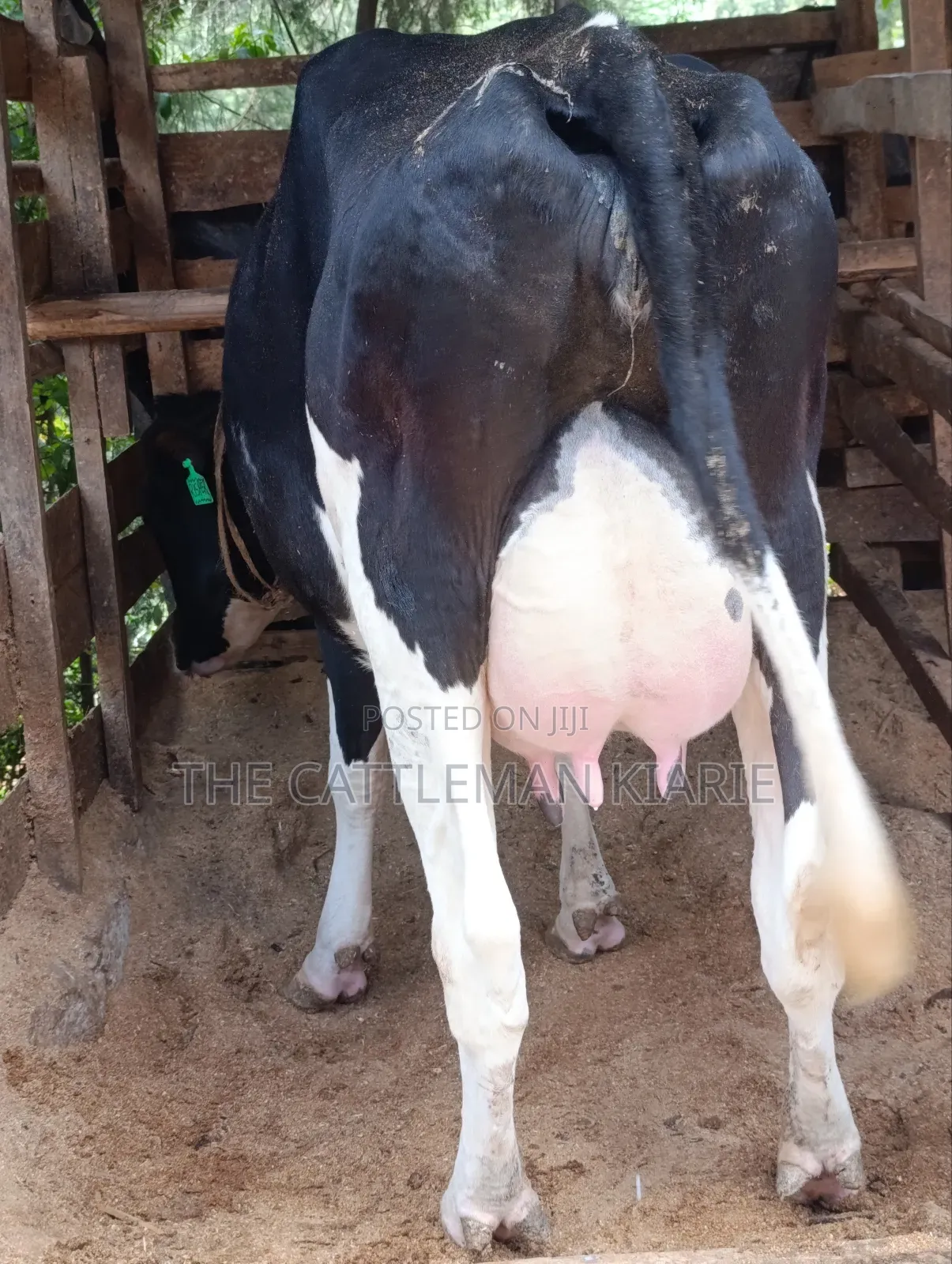 Friesian First Lactations