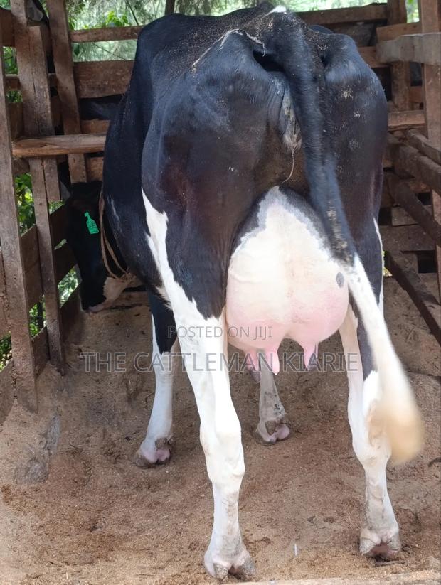 Friesian First Lactations - main view