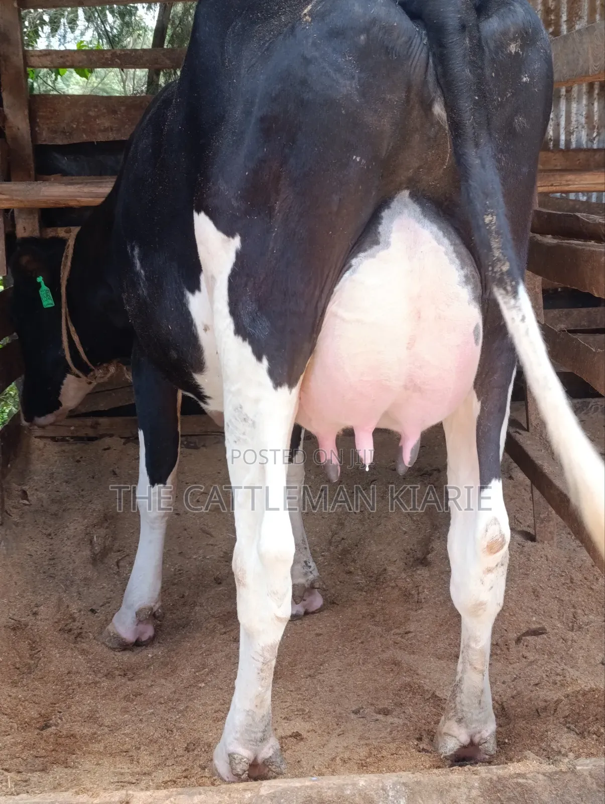 Friesian First Lactations