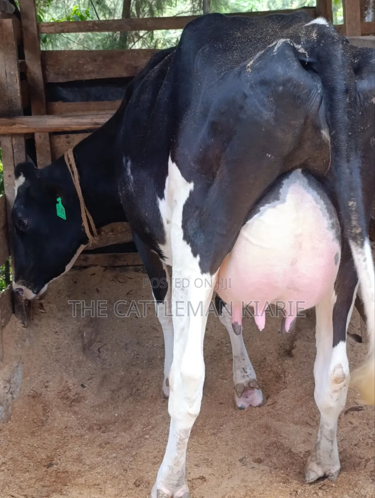 Friesian First Lactations