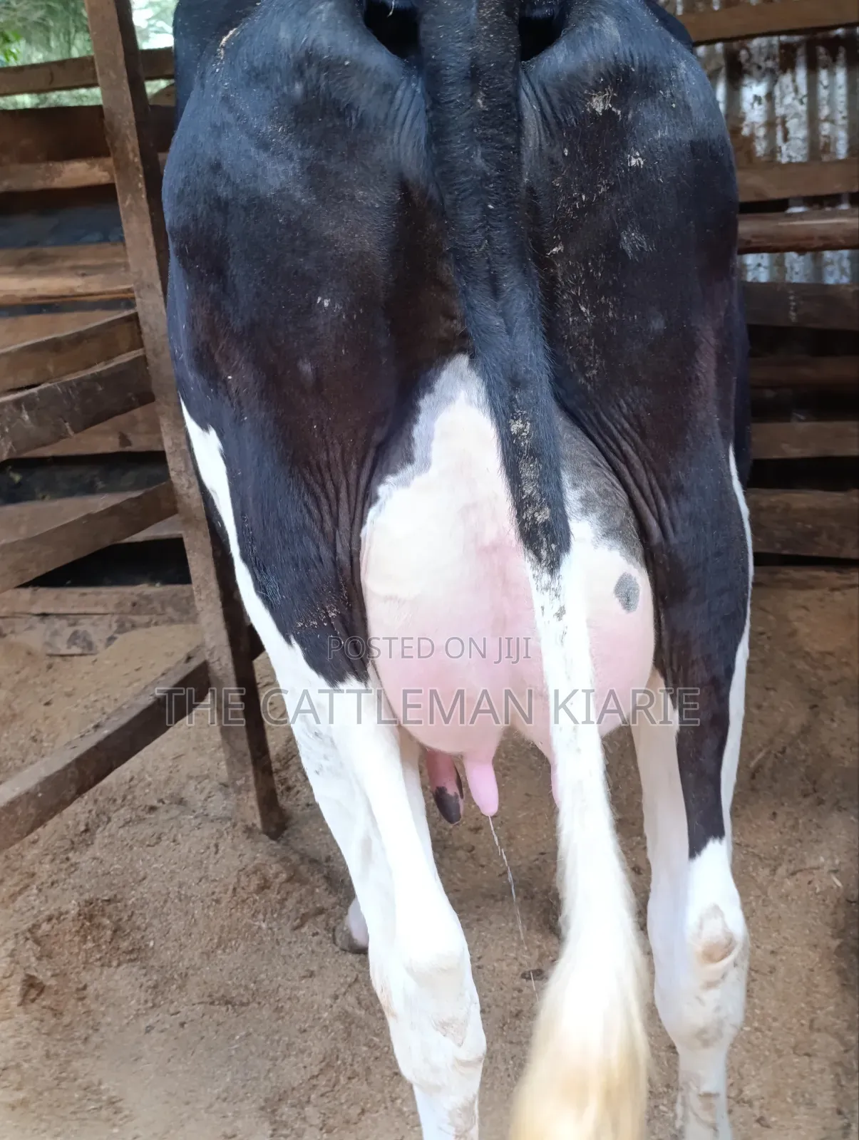 Friesian First Lactations
